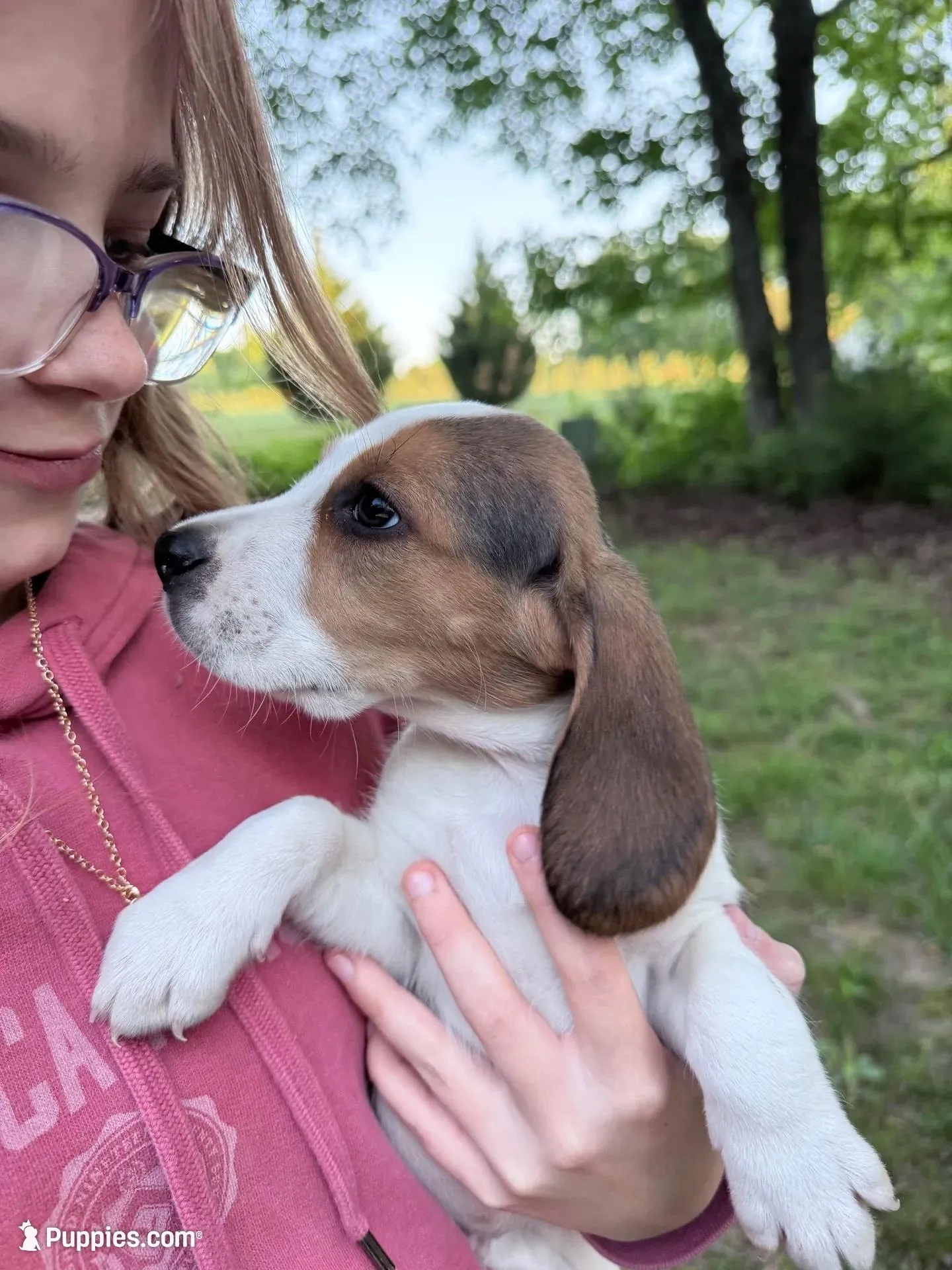 Male a, a male Beagle for sale in Louisa, VA – Photo 3 of 3