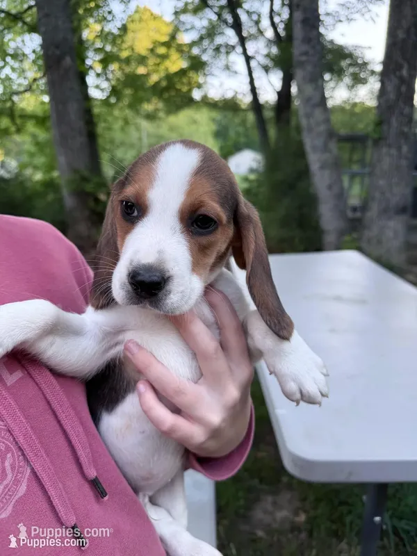 Male a, a male Beagle for sale in Louisa, VA – Photo 1 of 3