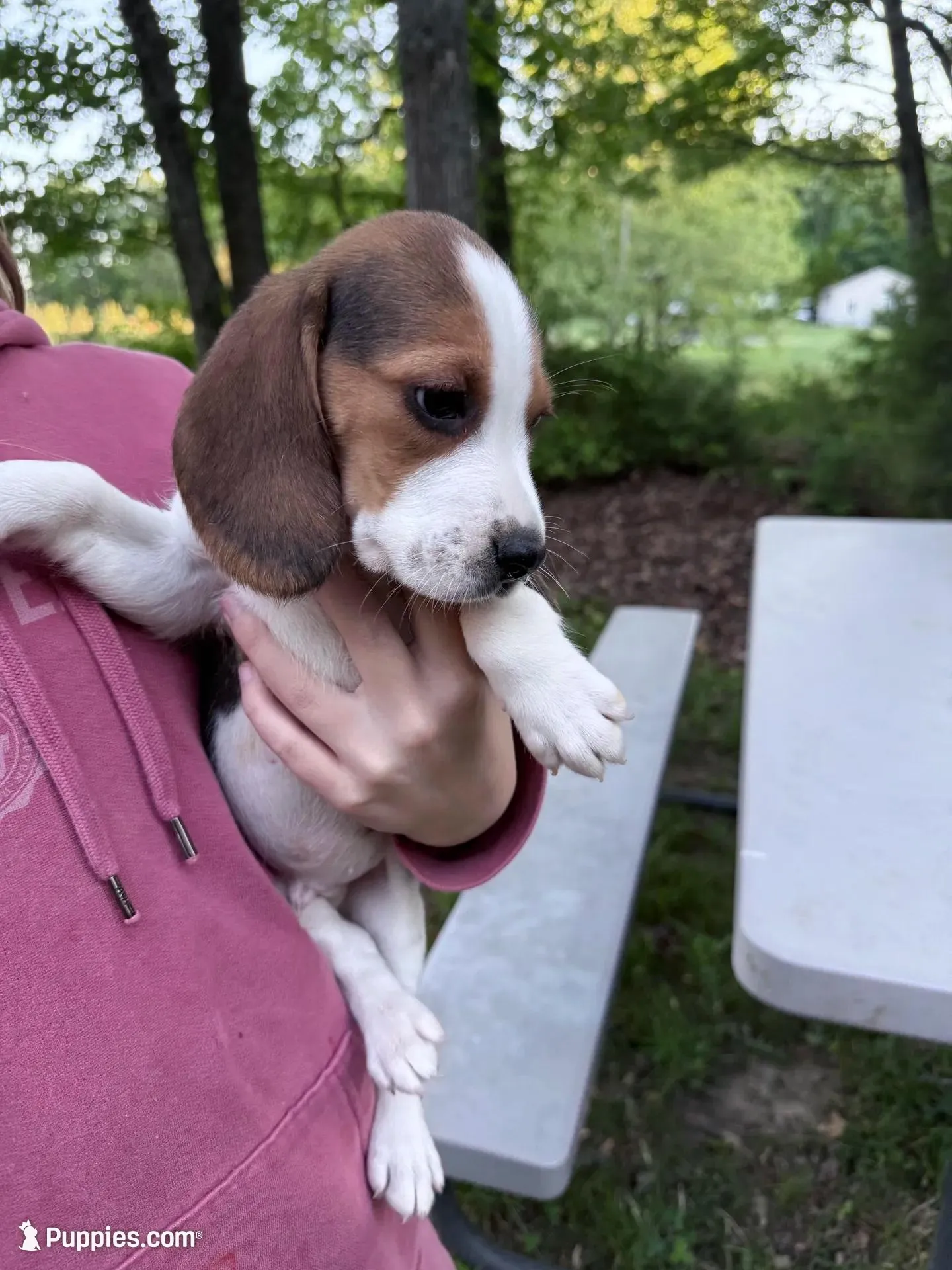 Male a, a male Beagle for sale in Louisa, VA – Photo 2 of 3