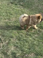 Choco, a male Chow Chow for sale in Donnelsville, OH – Photo 5 of 6