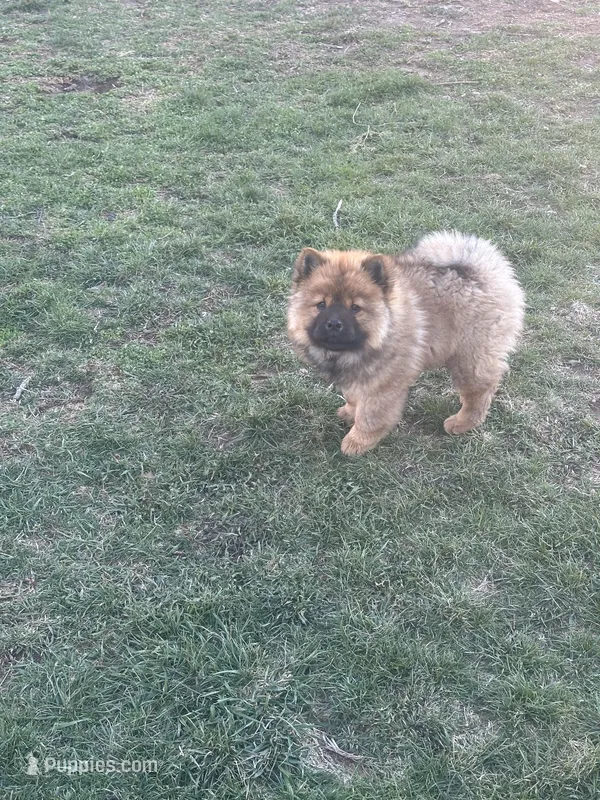 Choco – Chow Chow puppy for sale in Donnelsville, OH