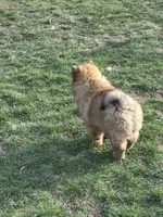 Choco, a male Chow Chow for sale in Donnelsville, OH – Photo 2 of 6
