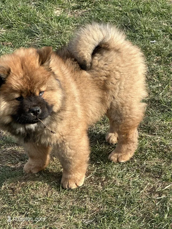 Choco – Chow Chow puppy for sale in Donnelsville, OH