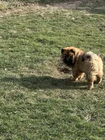 Choco, a male Chow Chow for sale in Donnelsville, OH – Photo 1 of 6