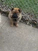 Choco, a male Chow Chow for sale in Donnelsville, OH – Photo 6 of 6