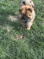 Choco, a male Chow Chow for sale in Donnelsville, OH – Photo 4 of 6