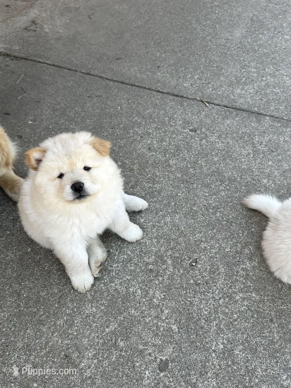 Creamer  – Chow Chow puppy for sale in Donnelsville, OH