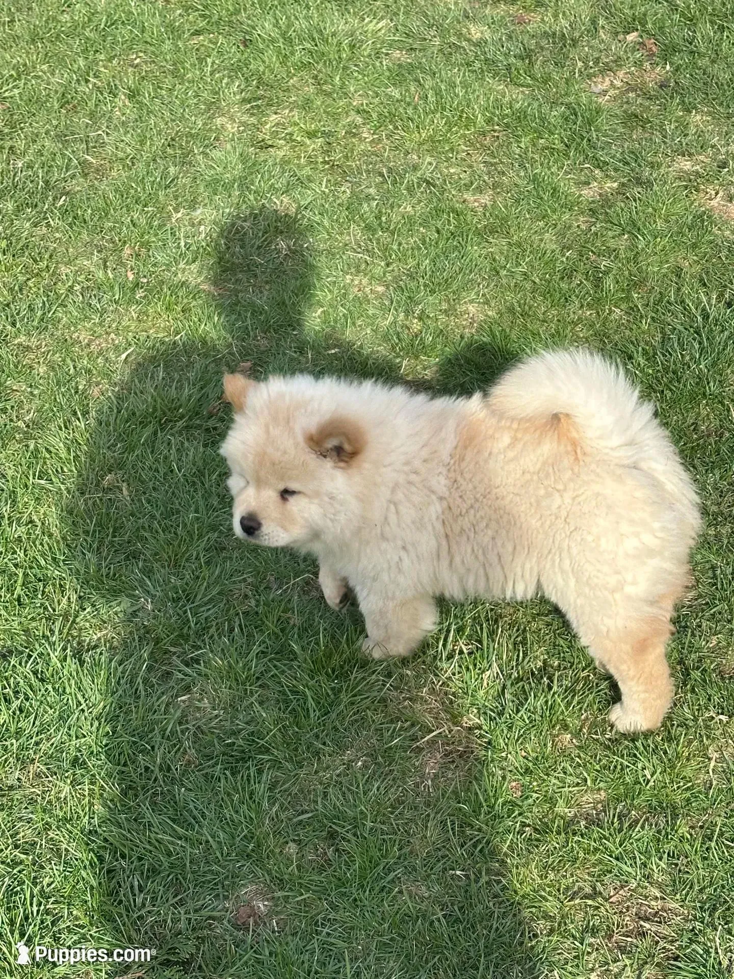 Creamer  – Chow Chow puppy for sale in Donnelsville, OH