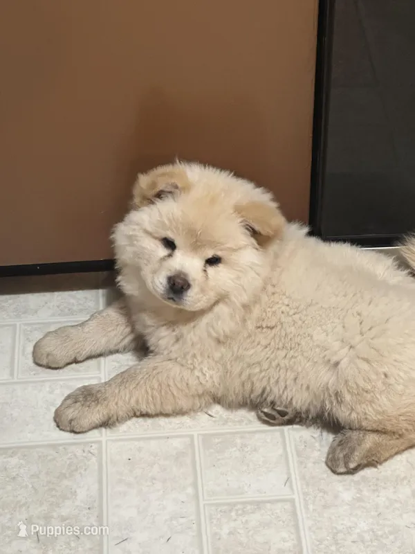 Creamer  – Chow Chow puppy for sale in Donnelsville, OH