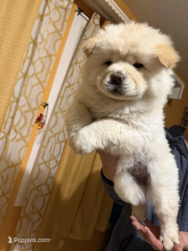 Creamer  – Chow Chow puppy for sale in Donnelsville, OH