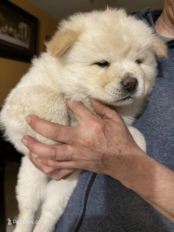 Creamer  – Chow Chow puppy for sale in Donnelsville, OH