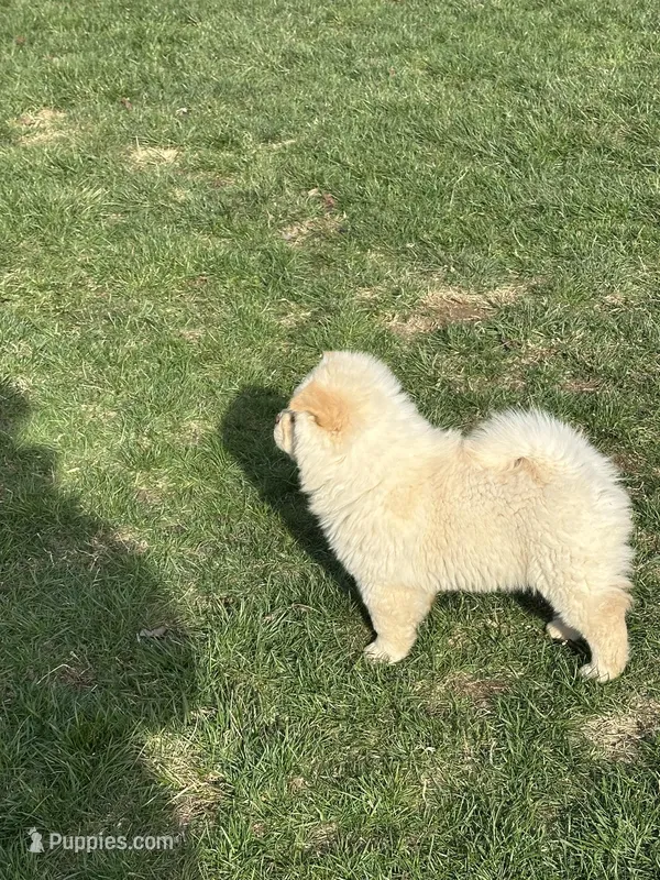Creamer  – Chow Chow puppy for sale in Donnelsville, OH