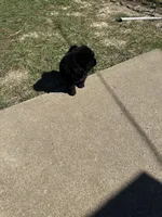 Charcoal , a male Chow Chow for sale in Donnelsville, OH – Photo 1 of 2