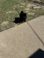 Charcoal , a male Chow Chow for sale in Donnelsville, OH – Photo 2 of 2