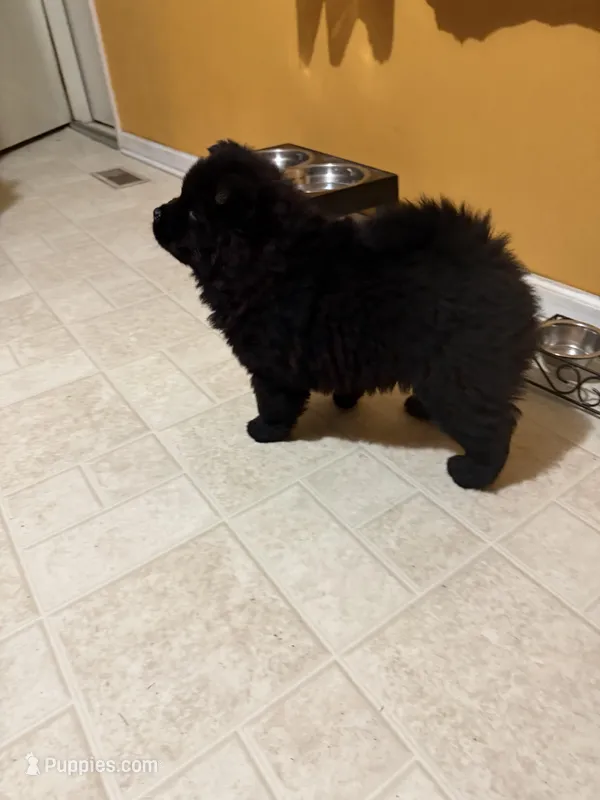 Charcoal  – Chow Chow puppy for sale in Donnelsville, OH