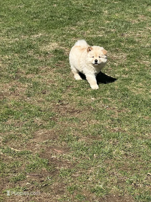 Cream – Chow Chow puppy for sale in Donnelsville, OH