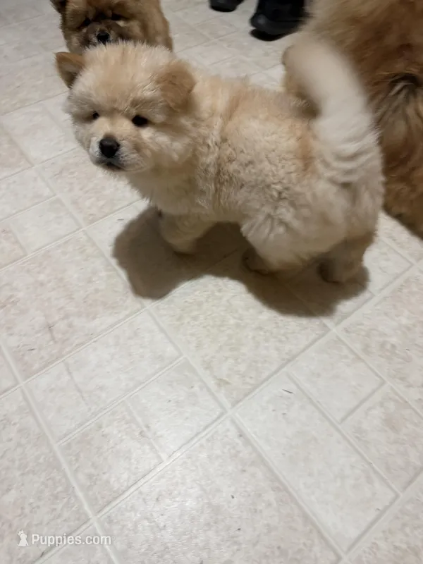 Cream – Chow Chow puppy for sale in Donnelsville, OH