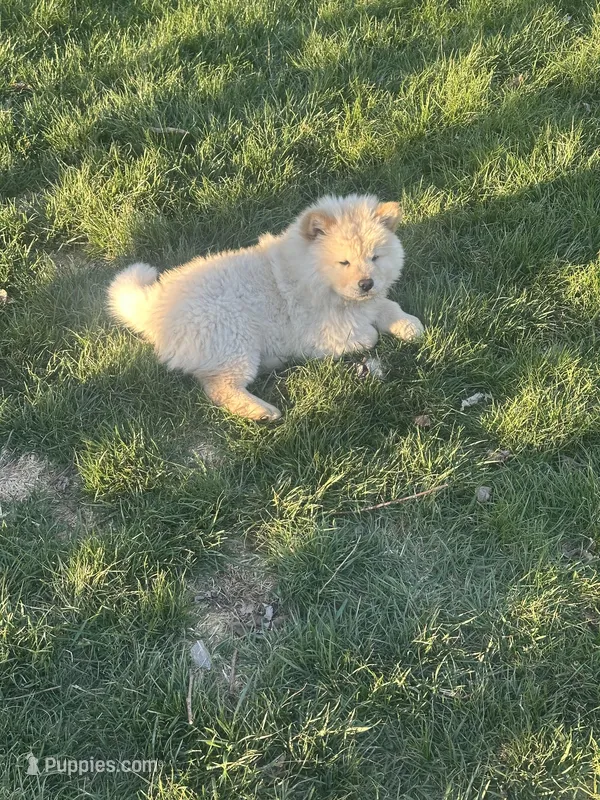 Cream – Chow Chow puppy for sale in Donnelsville, OH