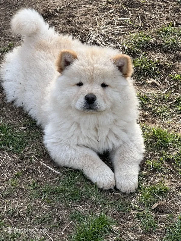 Cream – Chow Chow puppy for sale in Donnelsville, OH
