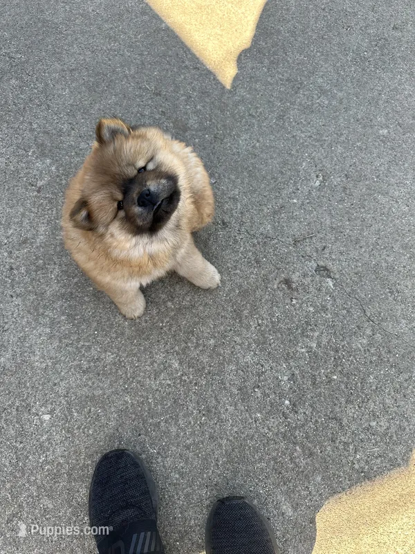 Brown female – Chow Chow puppy for sale in Donnelsville, OH
