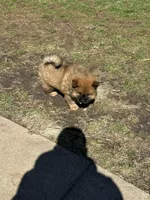 Choco, a male Chow Chow for sale in Donnelsville, OH – Photo 1 of 2