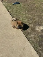 Choco, a male Chow Chow for sale in Donnelsville, OH – Photo 2 of 2