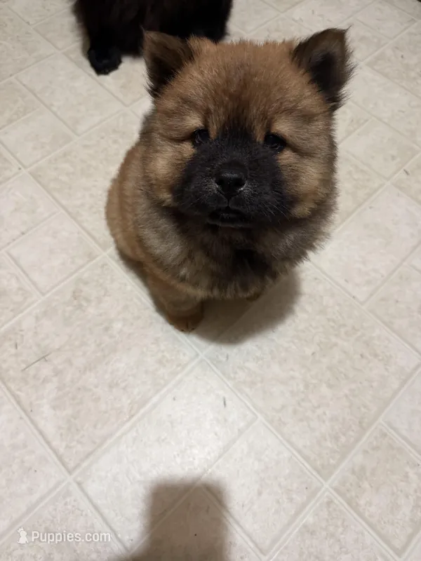 Choco – Chow Chow puppy for sale in Donnelsville, OH