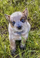 Male 2 , a male Australian Cattle Dog for sale in Sweetwater, TN – Photo 2 of 3