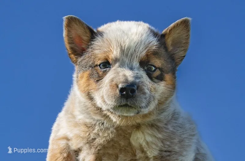 Male 2  – Australian Cattle Dog puppy for sale in Sweetwater, TN