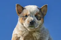 Male 2 , a male Australian Cattle Dog for sale in Sweetwater, TN – Photo 1 of 3