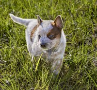 Male 2 , a male Australian Cattle Dog for sale in Sweetwater, TN – Photo 3 of 3