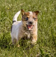 Female 1, a female Australian Cattle Dog for sale in Sweetwater, TN – Photo 2 of 2