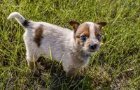 Female 1, a female Australian Cattle Dog for sale in Sweetwater, TN – Photo 1 of 2
