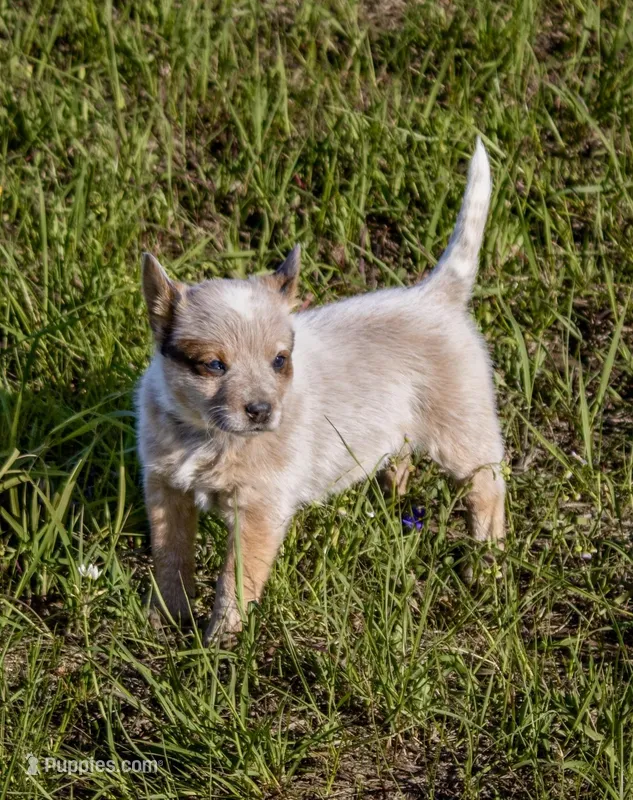 Female 3 – Australian Cattle Dog puppy for sale in Sweetwater, TN
