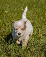 Male 1 , a male Australian Cattle Dog for sale in Sweetwater, TN – Photo 2 of 2