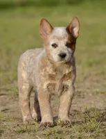 Male 1 , a male Australian Cattle Dog for sale in Henryetta, OK – Photo 4 of 10
