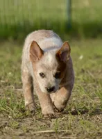 Male 1 , a male Australian Cattle Dog for sale in Henryetta, OK – Photo 6 of 10