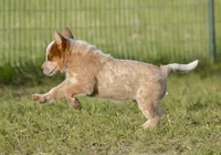 Male 1 , a male Australian Cattle Dog for sale in Henryetta, OK – Photo 9 of 10