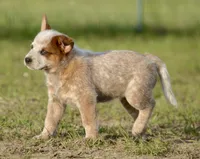 Male 1 , a male Australian Cattle Dog for sale in Henryetta, OK – Photo 5 of 10