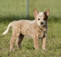 Male 1 , a male Australian Cattle Dog for sale in Henryetta, OK – Photo 8 of 10