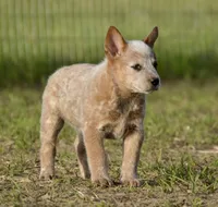 Male 1 , a male Australian Cattle Dog for sale in Henryetta, OK – Photo 7 of 10
