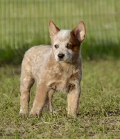 Male 1 , a male Australian Cattle Dog for sale in Henryetta, OK – Photo 10 of 10