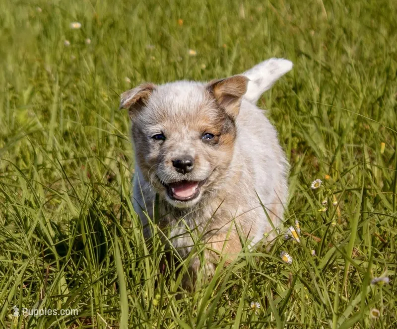 Male 1  – Australian Cattle Dog puppy for sale in Sweetwater, TN