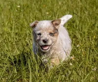 Male 1 , a male Australian Cattle Dog for sale in Sweetwater, TN – Photo 1 of 2