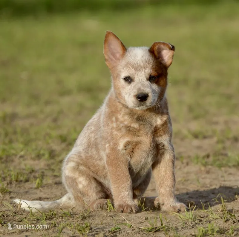Male 1  – Australian Cattle Dog puppy on hold in Henryetta, OK