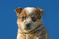 Female 2 , a female Australian Cattle Dog for sale in Sweetwater, TN – Photo 1 of 2