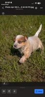Female 2 , a female Australian Cattle Dog for sale in Sweetwater, TN – Photo 2 of 2