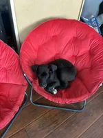 Tamera, a female Great Dane for sale in Rio Linda, CA – 3 of 10