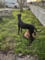 Tamera, a female Great Dane for sale in Rio Linda, CA – 9 of 10