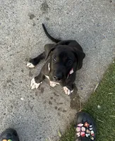 Tamera, a female Great Dane for sale in Rio Linda, CA – 6 of 10